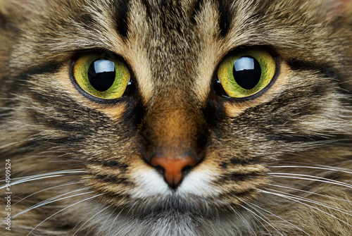 Cute muzzle tabby cat closeup
