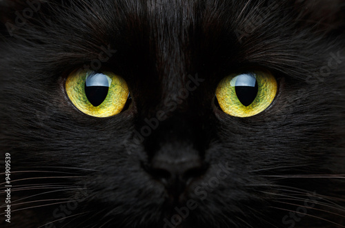 Cute muzzle of a black cat closeup