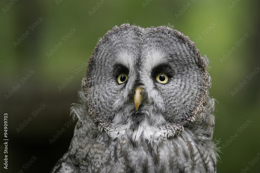 Great Gray Owl (Strix nebulosa) Great Gray Owl (Strix nebulosa)