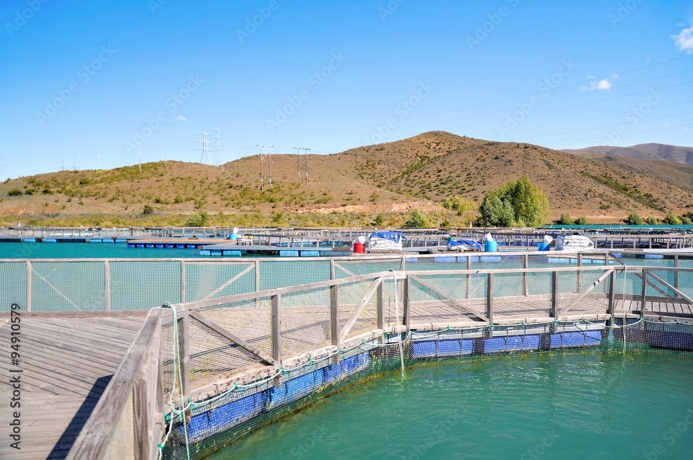 Salmon Fish farm floating on the glacial waters of Wairepo Arm, Twizel, South Island, New Zealand