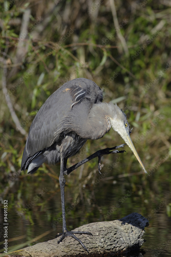 Fototapeta premium Great Blue Heron (Ardea herodias)
