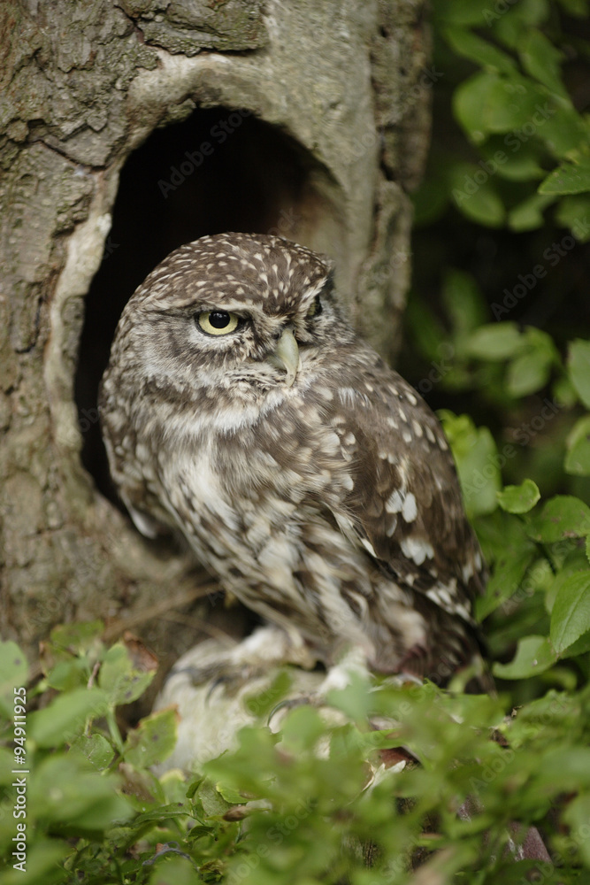Pigmy Owl (Glaucidium passerinum) Pigmy Owl (Glaucidium passerinum)