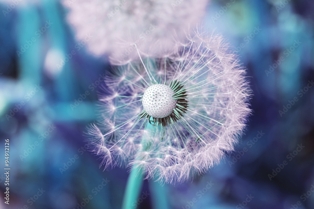 Fototapeta premium White dandelion in pink and blue