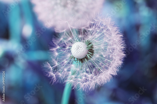 White dandelion in pink and blue