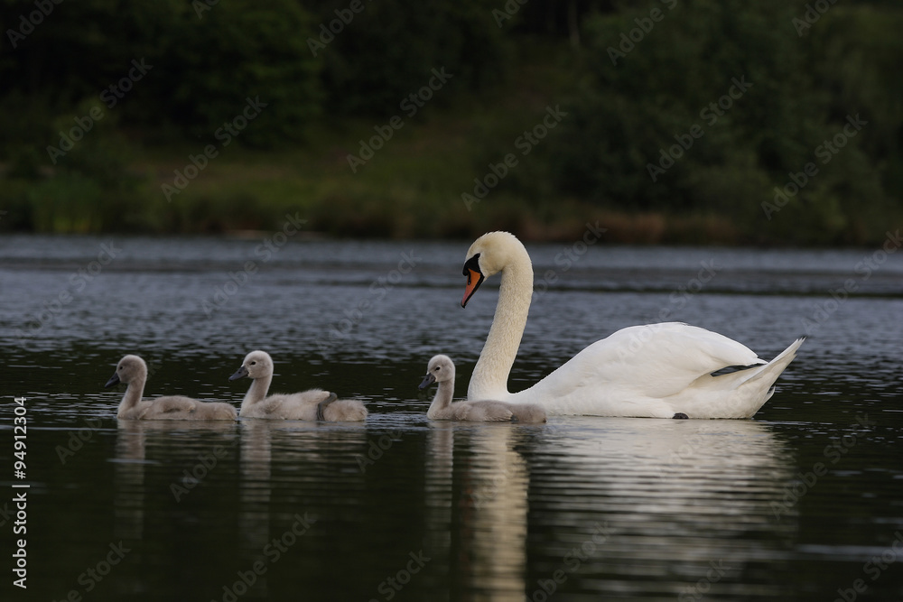 Obraz premium Mute Swans (Cygnus olor)