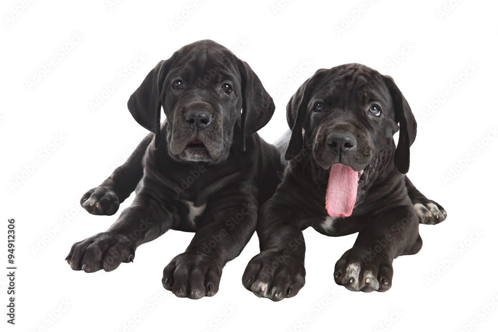 Two black  Danish Hound puppies, Studio shot, isolated on white.