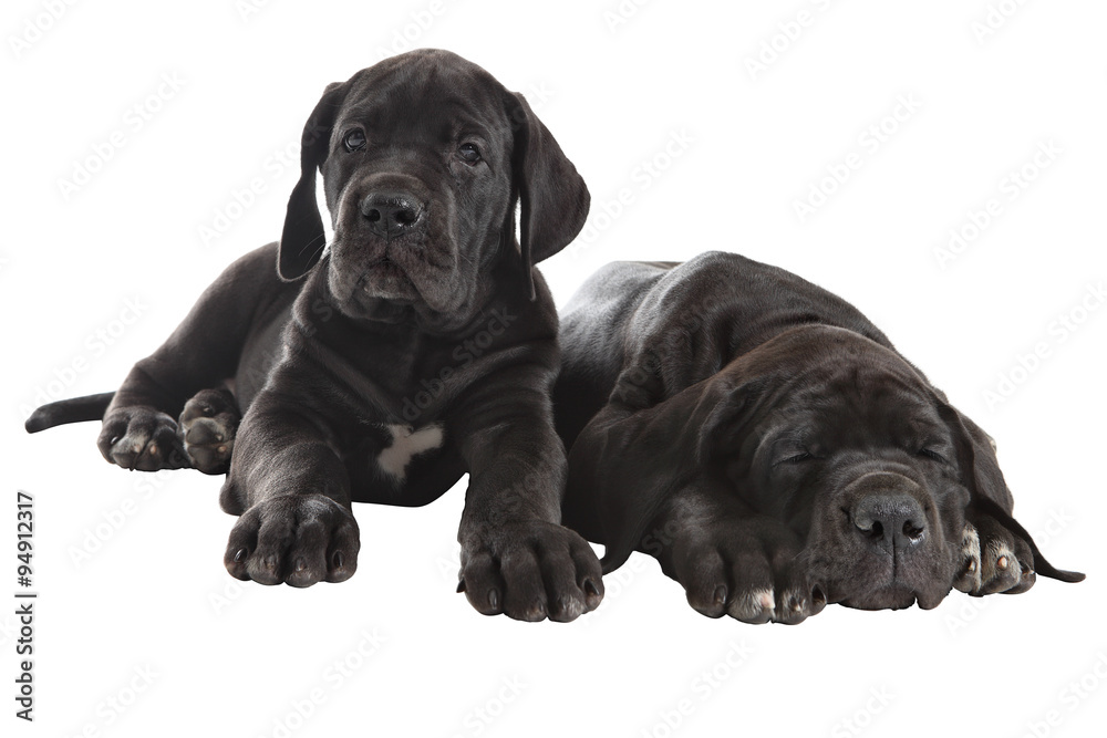 Two black Great Dane puppies, Studio shot, isolated on white. Two black Great Dane puppies, Studio shot, isolated on white.