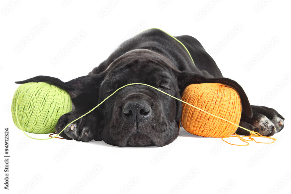 Weary puppy great dane black sleeps about colored threads balls. - obrazy, fototapety, plakaty 