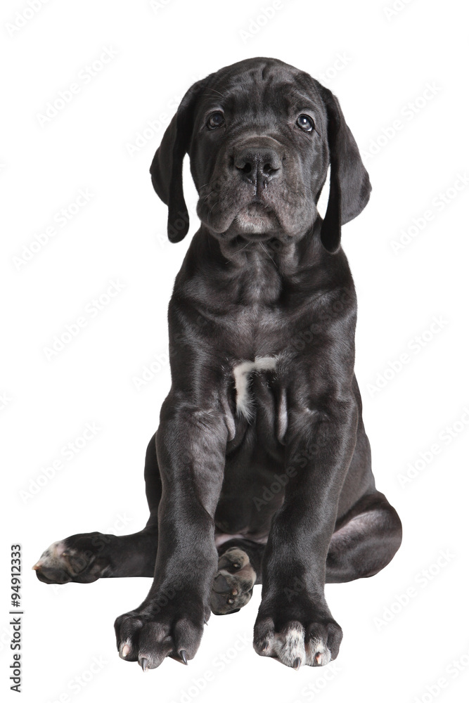 One black German mastiff  puppy on white background