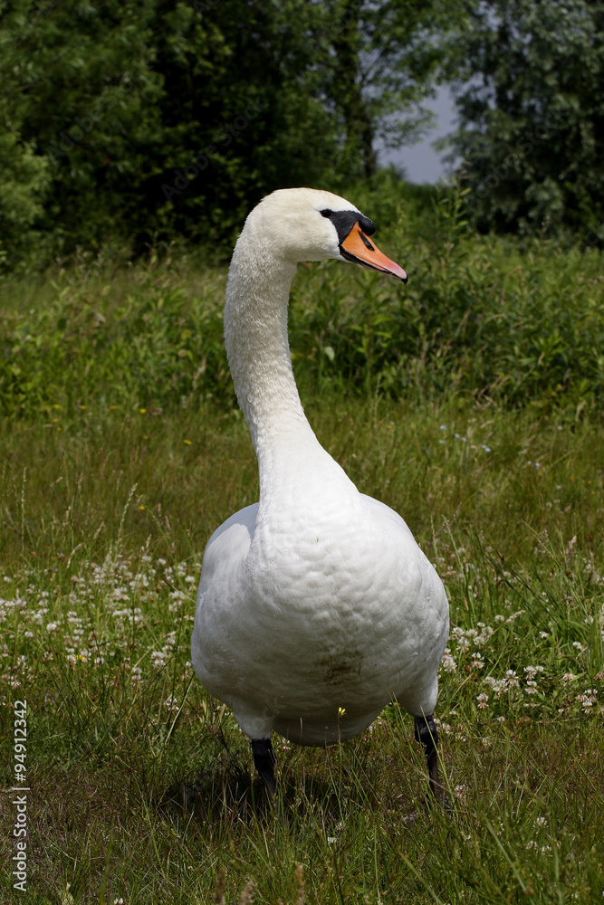 Obraz premium Mute Swans (Cygnus olor)