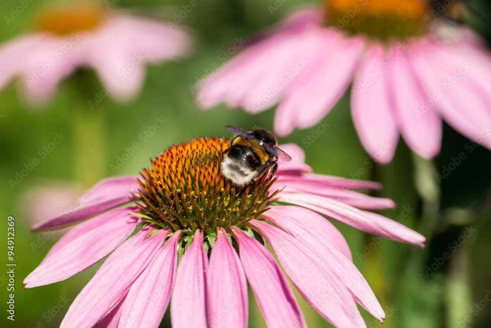 Echinacea purpurea or purple coneflower in garden Echinacea purpurea or purple coneflower in garden