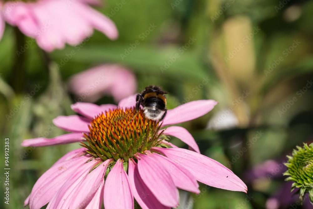 Echinacea purpurea or purple coneflower in garden Echinacea purpurea or purple coneflower in garden