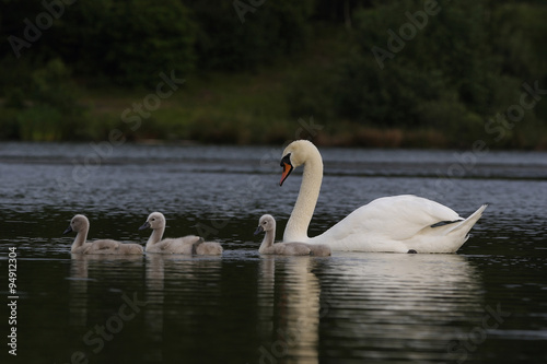 Fototapeta Naklejka Na Ścianę i Meble -  Mute Swans (Cygnus olor)