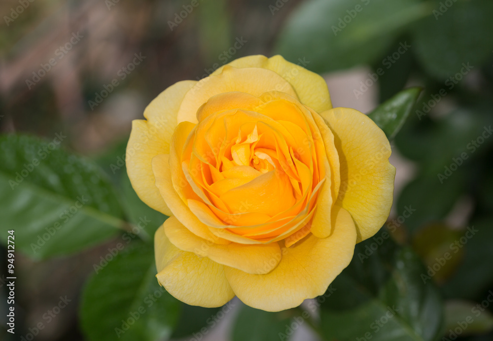 Yellow Rose on the Branch in the Garden Yellow Rose on the Branch in the Garden
