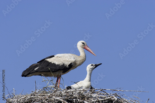 White Stork (Ciconia ciconia)