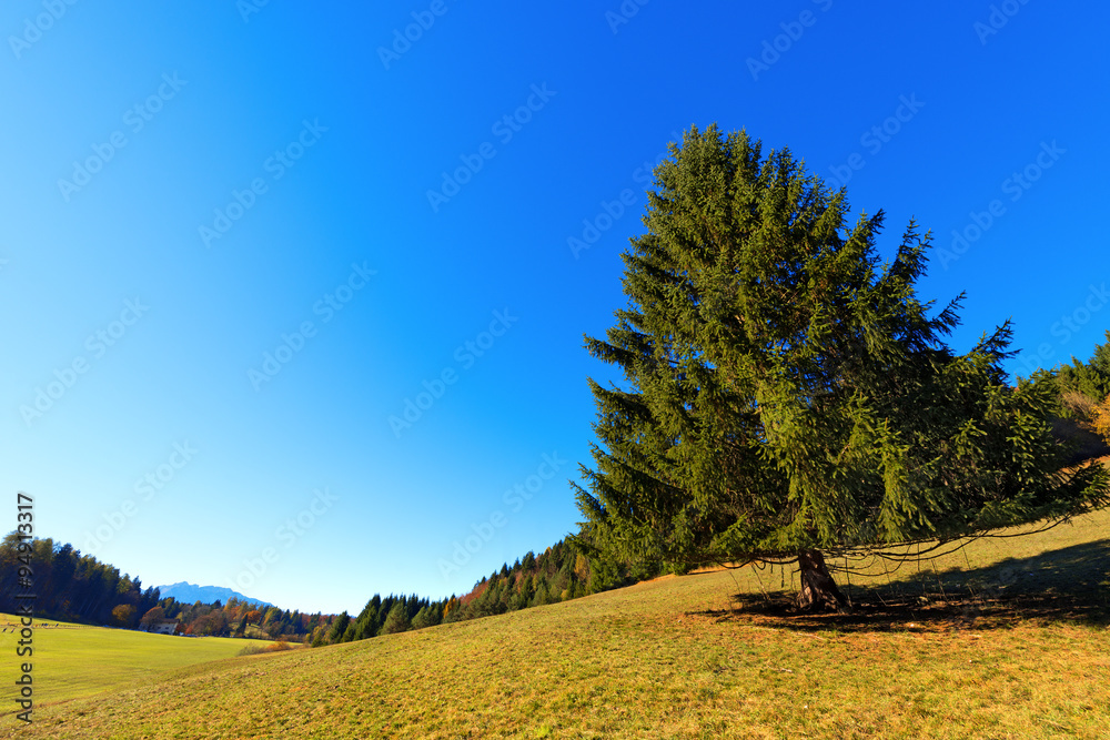 Large Pine Tree in Autumn - Trentino Italy / Large pine tree on the green grass and blue sky in autumn. Val di Sella (Sella Valley), Borgo Valsugana, Trento, Italy Large Pine Tree in Autumn - Trentino Italy / Large pine tree on the green grass and blue sky in autumn. Val di Sella (Sella Valley), Borgo Valsugana, Trento, Italy