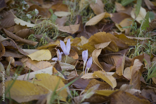 Crocus flowers of autumn