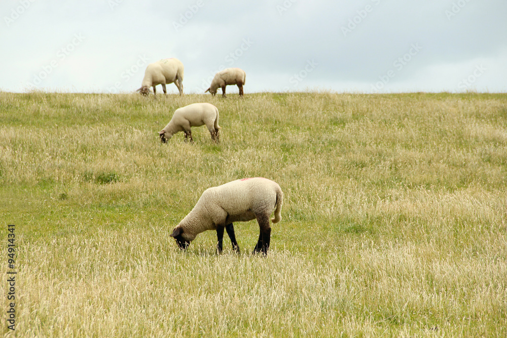 Fototapeta premium White sheep