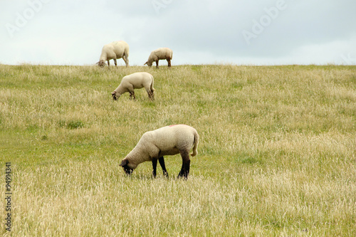 White sheep