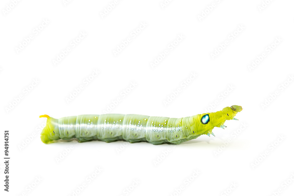 Obraz premium Isolate of green caterpillar crawling on the white background
