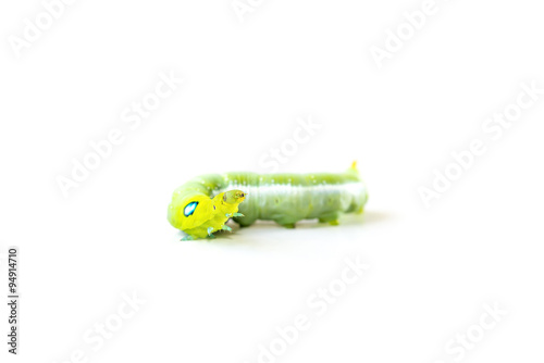 Isolate of green caterpillar crawling on the white background