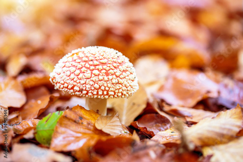 Fotografía Mushrooms