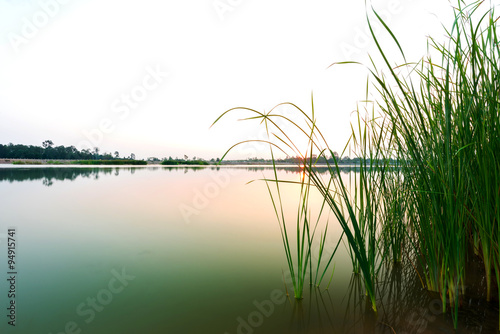 Papyrus at the wetland photo