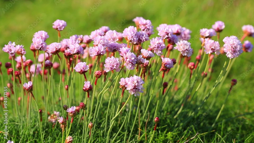 Macro shot of Armeria maritima moving in the wind on the Brittany coast in North of France Macro shot of Armeria maritima moving in the wind on the Brittany coast in North of France