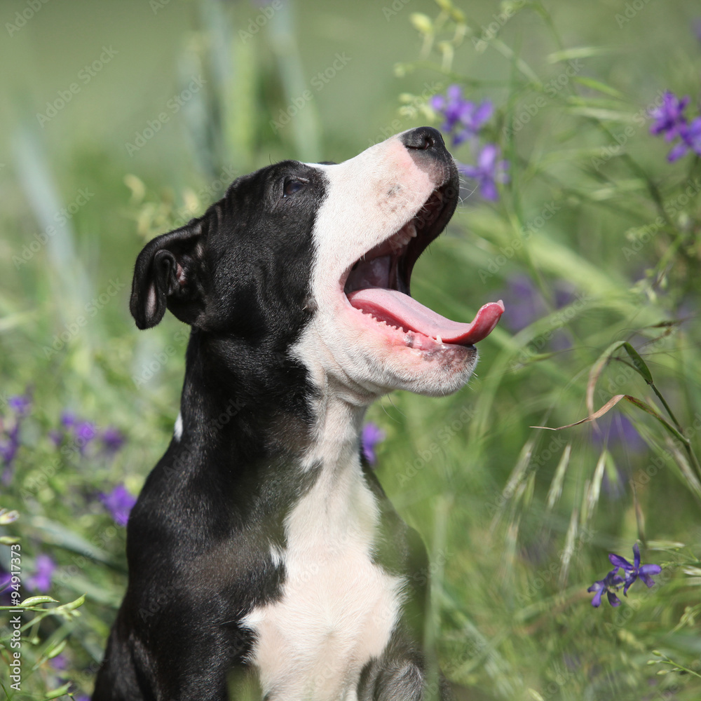 Amazing puppy of American Pit Bull Terrier in flowers Amazing puppy of American Pit Bull Terrier in flowers