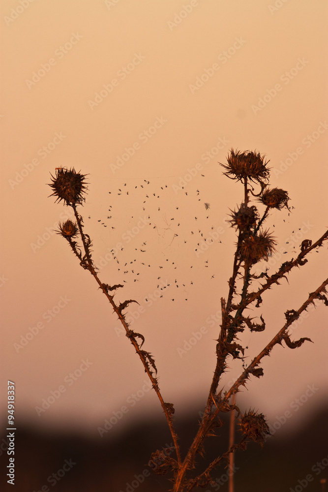 Obraz premium Autumn impression