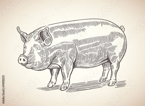 Vector illustration of pig in graphic style. Drawing by hand.