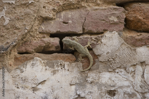 Gecko crawling a wall, lizard camouflage photo