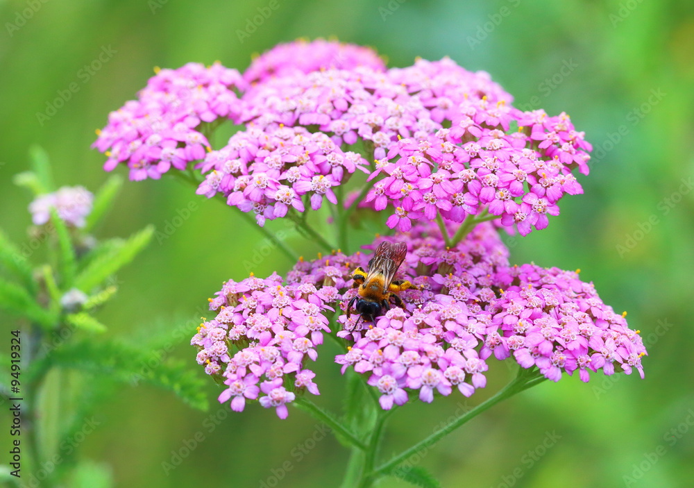 The bumblebee creeps on flowers of a yarrow The bumblebee creeps on flowers of a yarrow
