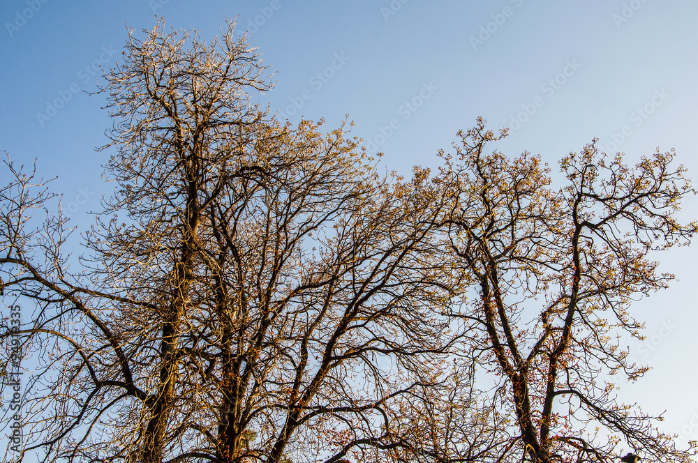 Trees in Autumn. Trees in Autumn.