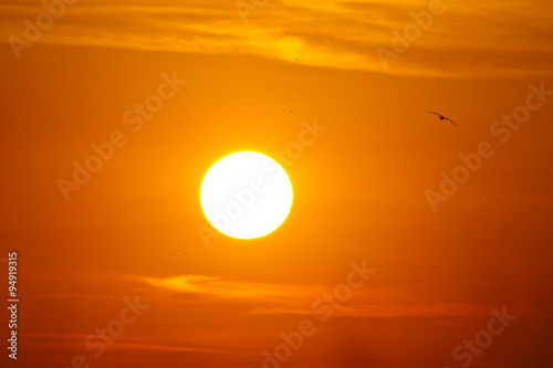 Fototapeta Naklejka Na Ścianę i Meble -  Sunset and bird