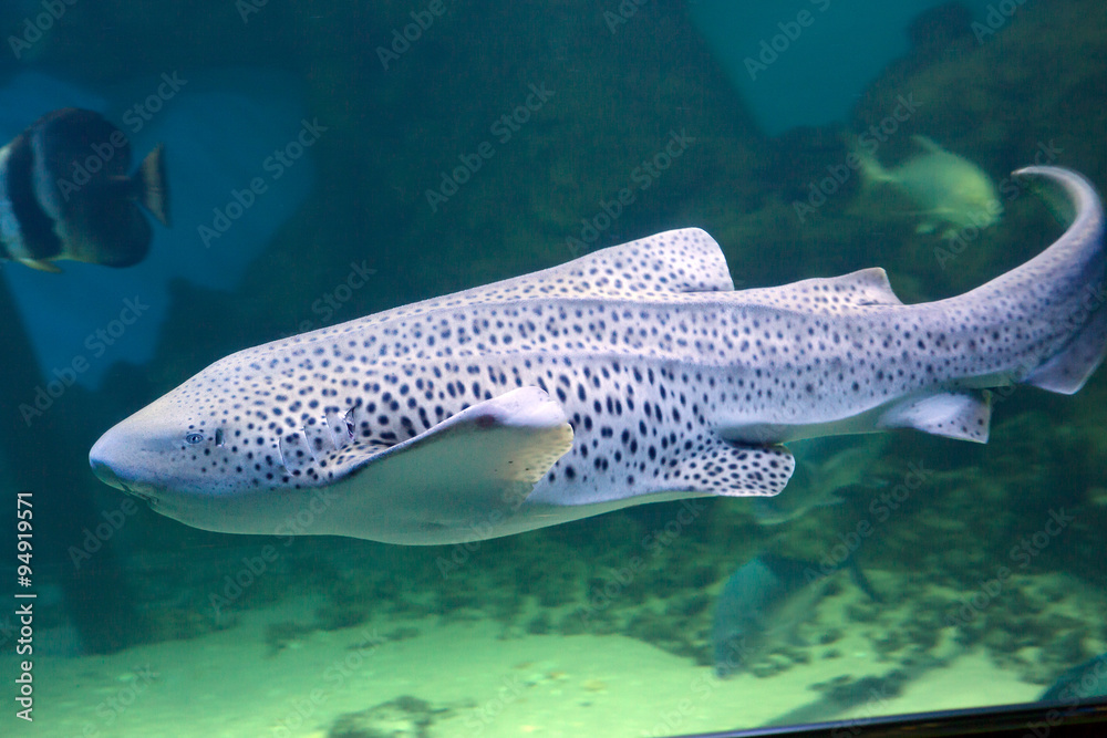 Fototapeta premium Леопардовая акула