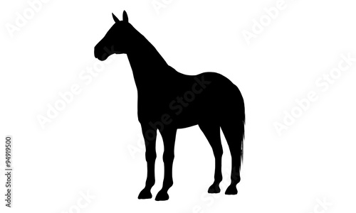 Horse silhouette