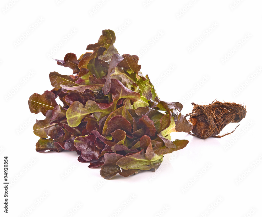 Red oak leaf root on white background Red oak leaf root on white background