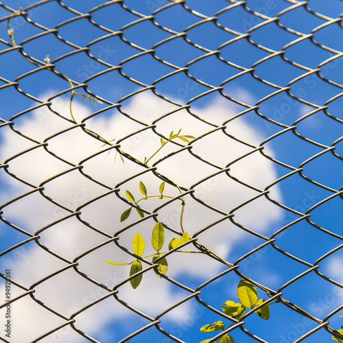 Wired fence