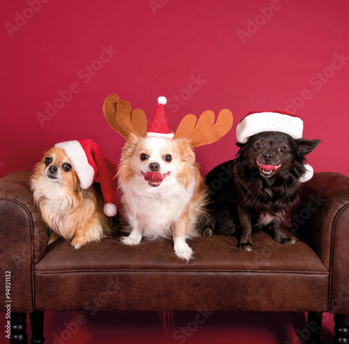 Drei Chihuahuas – Weihnachten photo