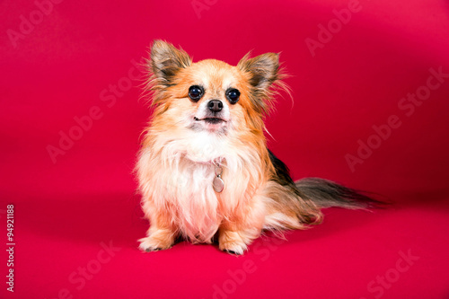 Kleiner Chihuahua vor rotem Hintergrund