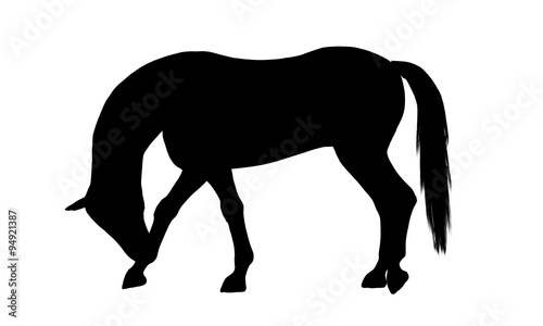 Horse silhouette