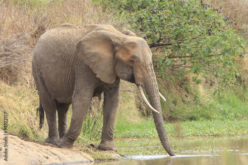 African Elephants drink at river © Richard Carey