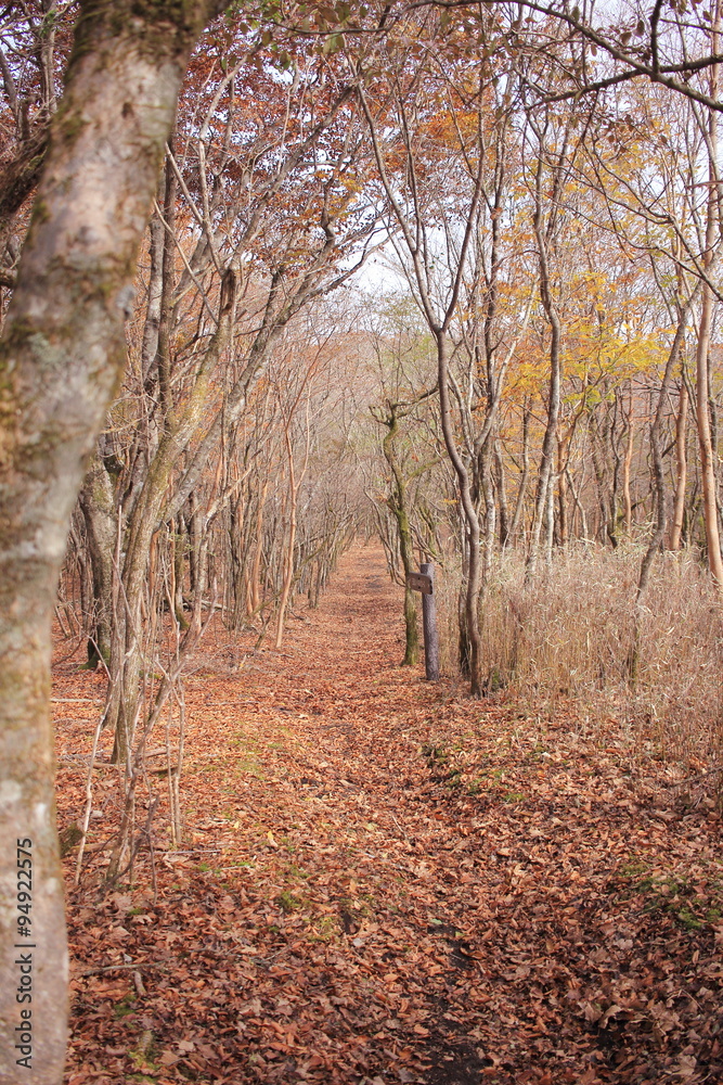 Obraz premium 秋の紅葉の散歩道