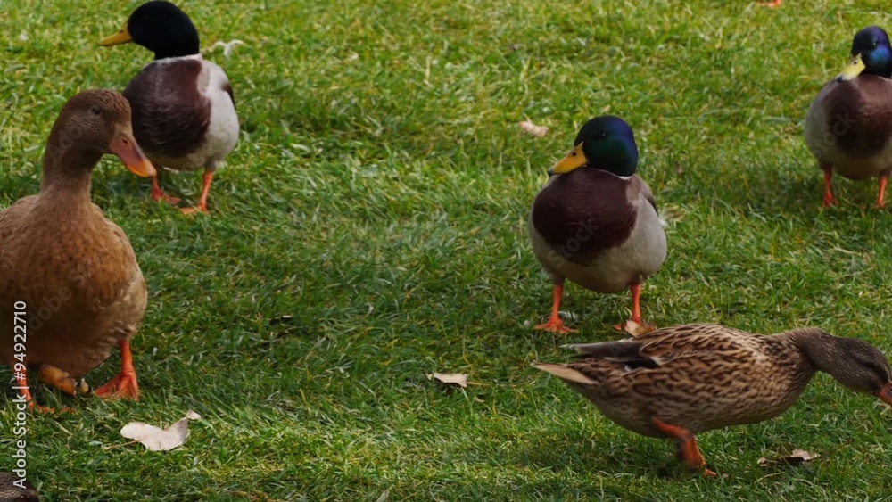 patos salvajes / muchos caminar