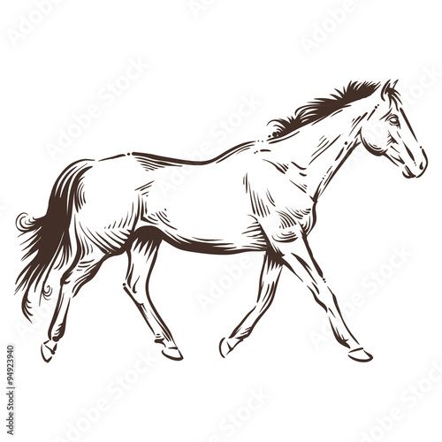 horse