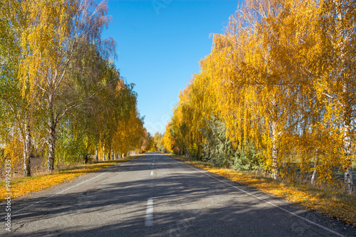 Trees near the road in the autumn