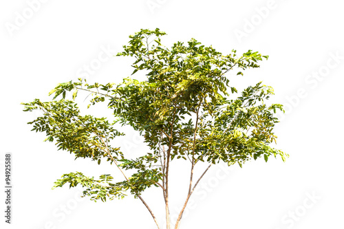 tropical tree