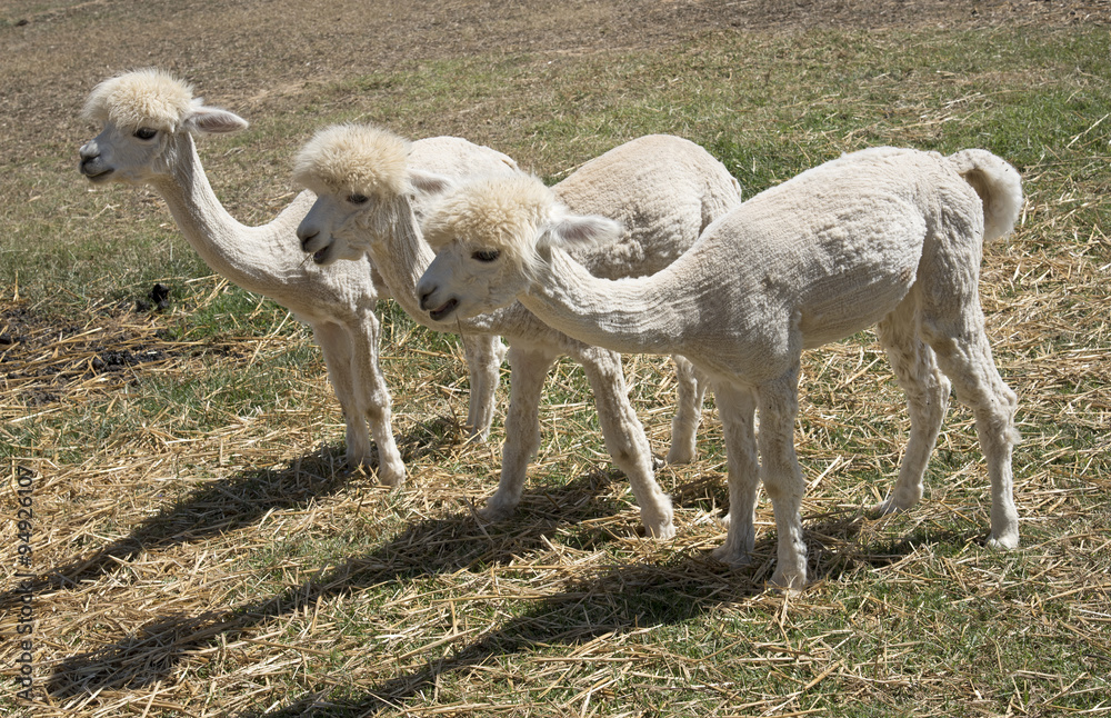Naklejka premium Young Alpacas that have been shorn grazing in the western Cape South Africa