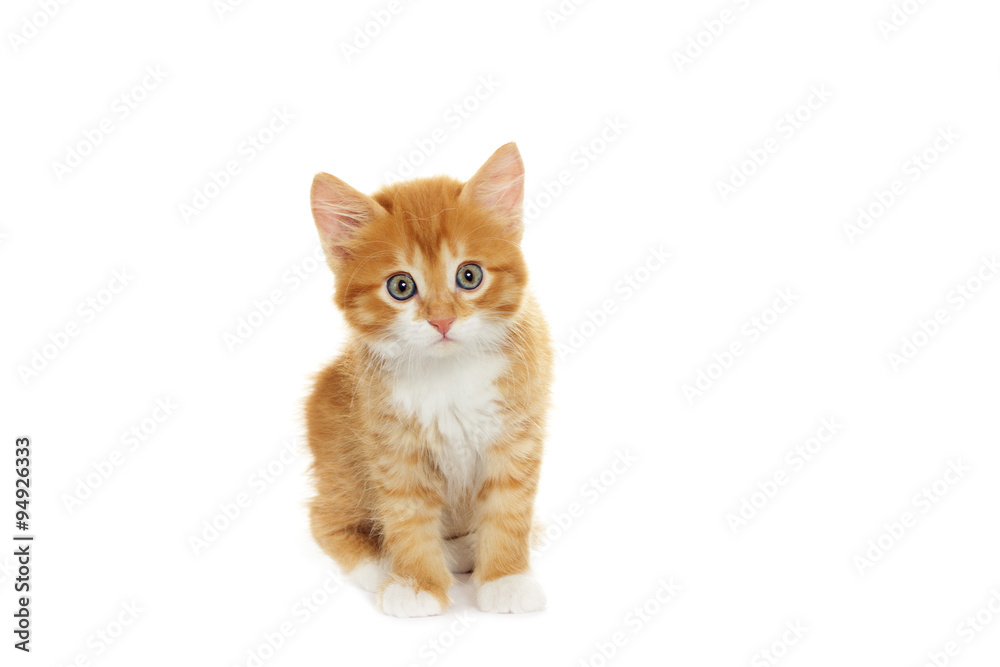kitten looking kitten looking